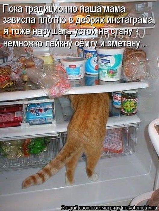 Лучшие котоматрицы недели