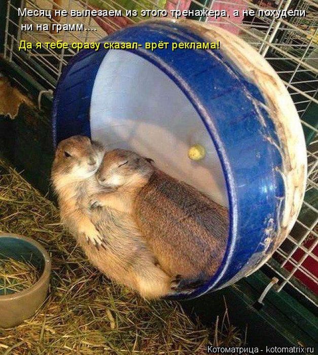 Лучшие котоматрицы недели