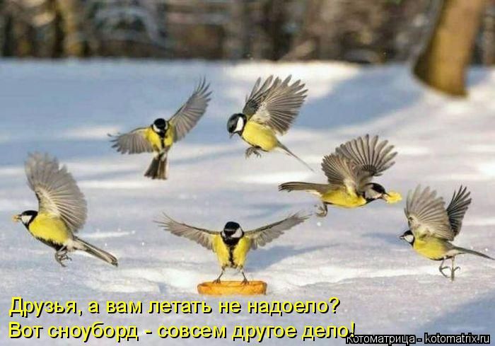 Лучшие котоматрицы недели