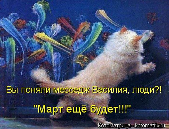 Лучшие котоматрицы недели