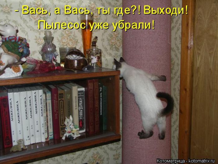 Лучшие котоматрицы недели
