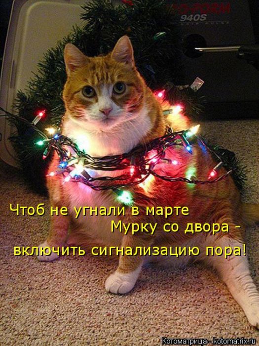 Лучшие котоматрицы недели