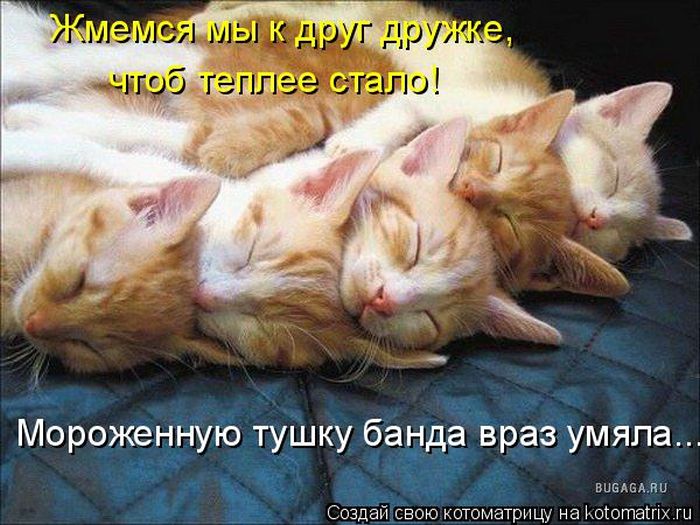 Лучшие котоматрицы недели