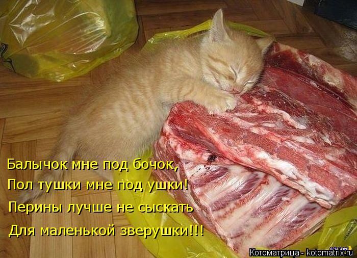 Лучшие котоматрицы недели