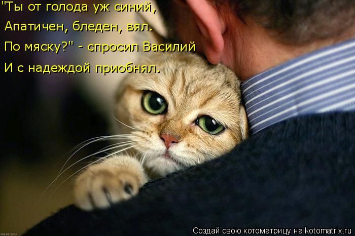 Лучшие котоматрицы недели