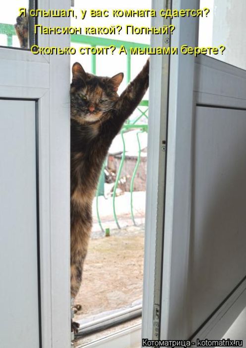 Лучшие котоматрицы недели