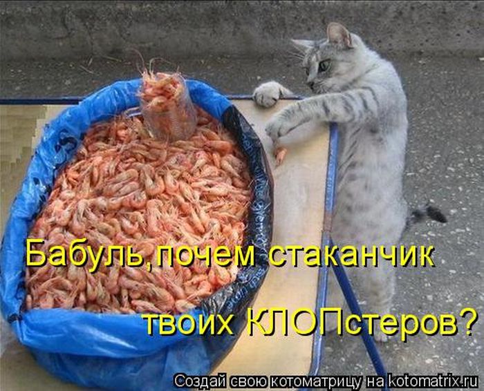 Лучшие котоматрицы недели