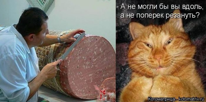 Лучшие котоматрицы недели