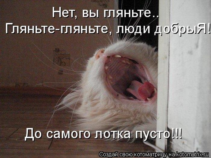 Лучшие котоматрицы недели