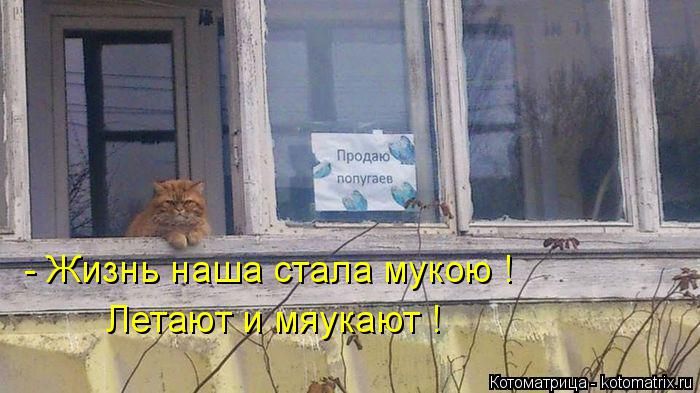Лучшие котоматрицы недели
