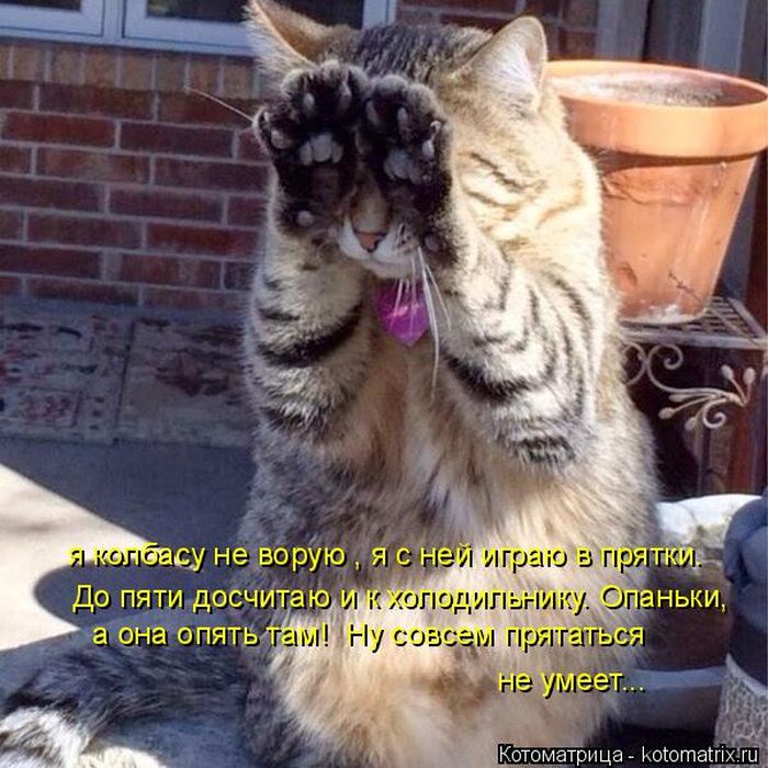 Лучшие котоматрицы недели