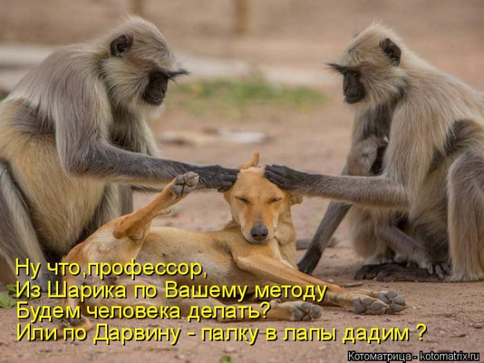 Лучшие котоматрицы недели