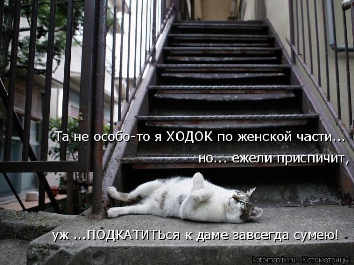 Лучшие котоматрицы недели