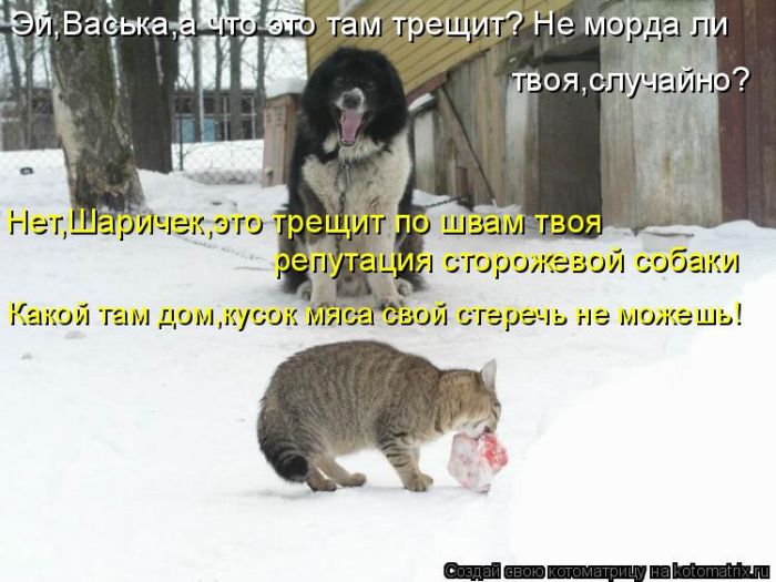 Лучшие котоматрицы недели