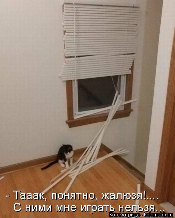 Лучшие котоматрицы недели