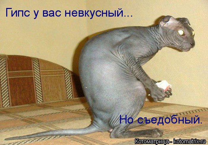 Лучшие котоматрицы недели