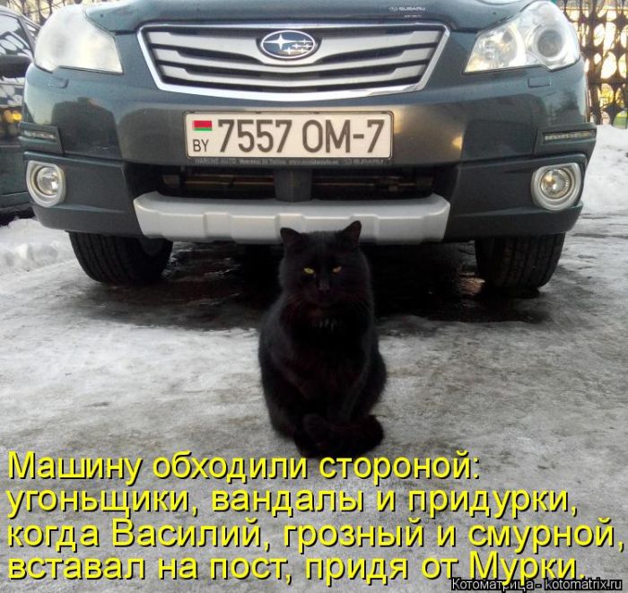 Лучшие котоматрицы недели