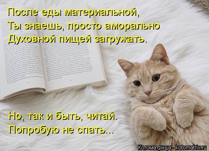 Лучшие котоматрицы недели