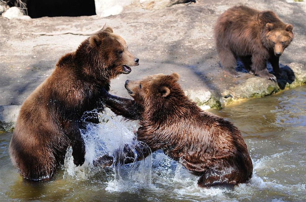 Животные в фотографиях