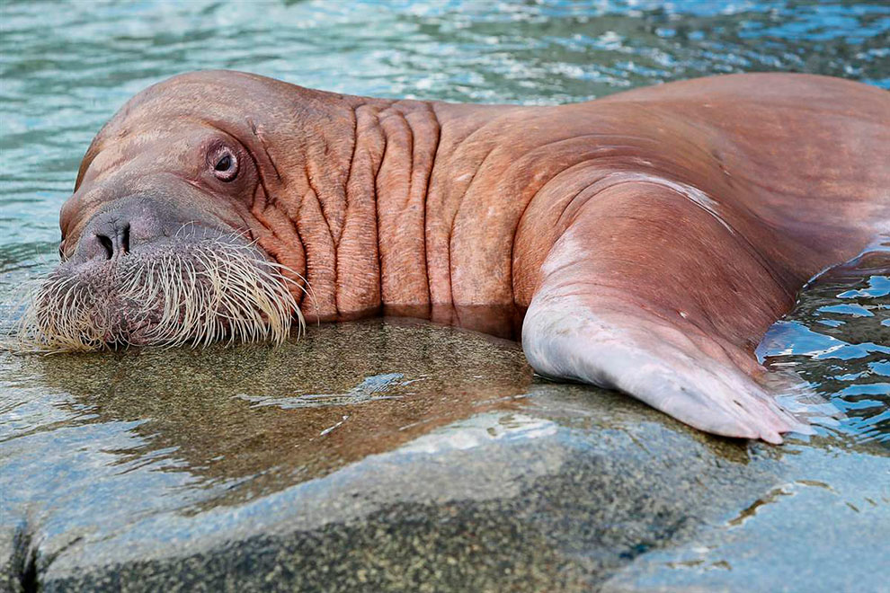 Животные в фотографиях