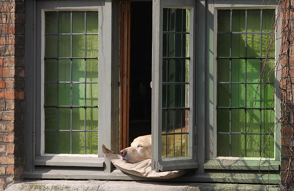 Животные в фотографиях