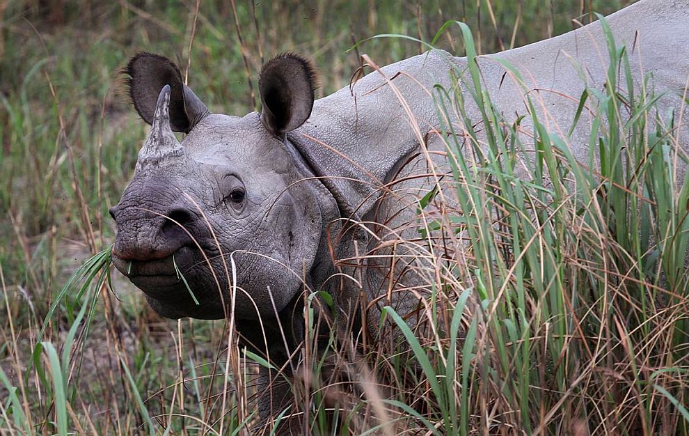 Животные в фотографиях