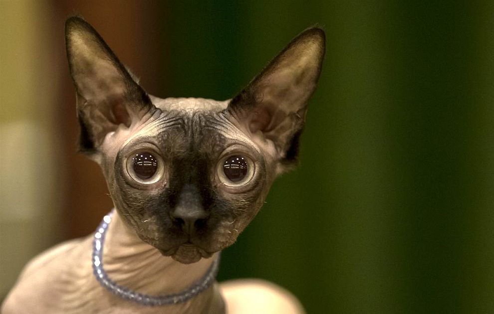 Животные в фотографиях