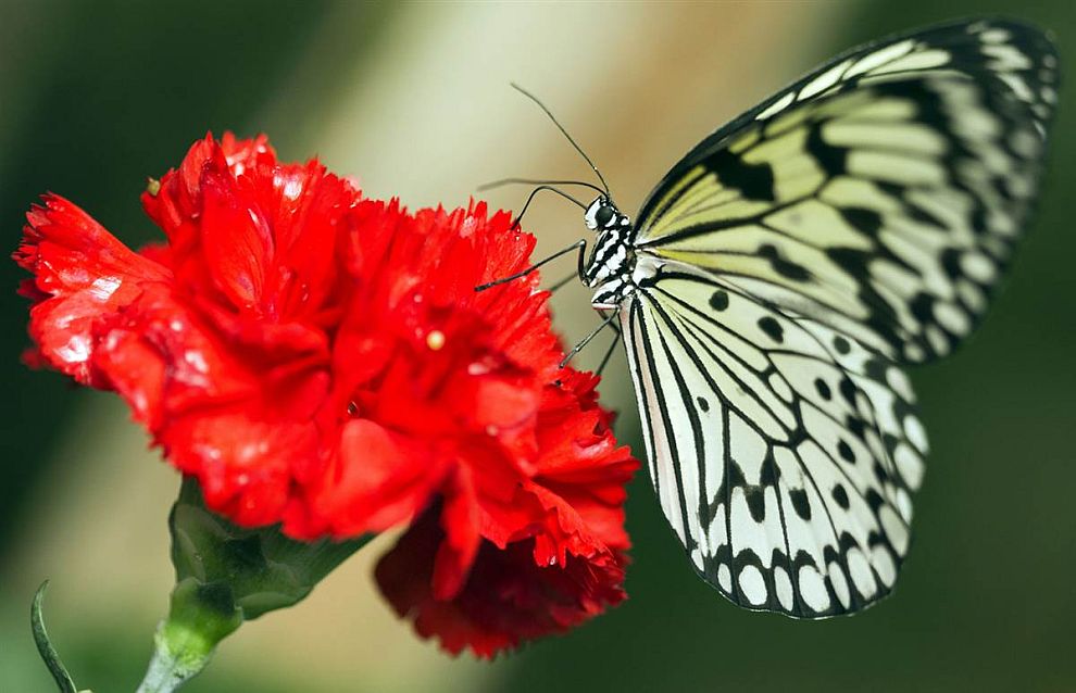 Животные в фотографиях