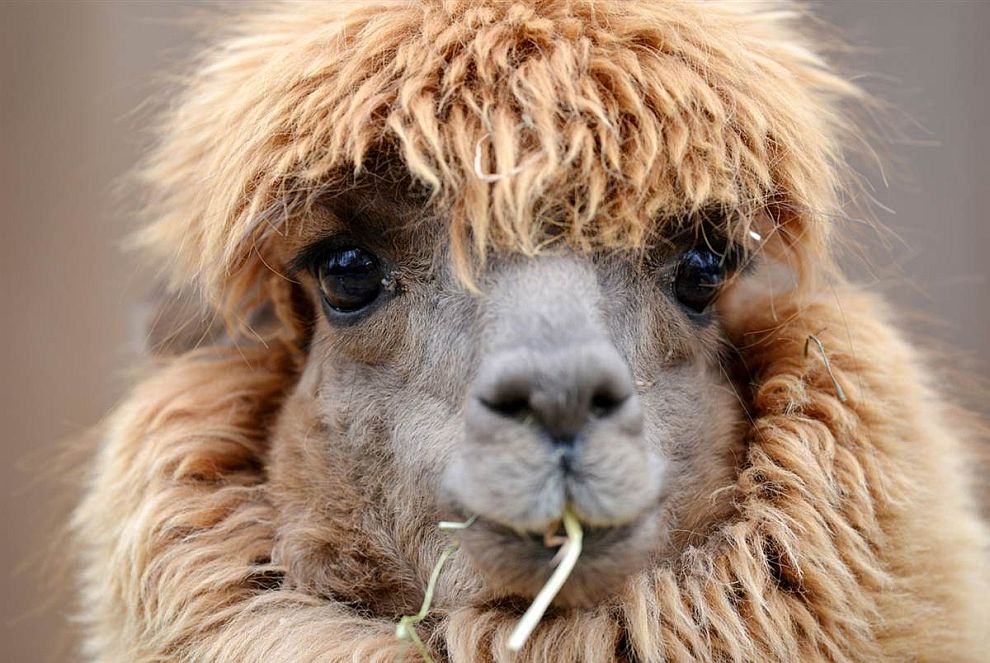 Животные в фотографиях