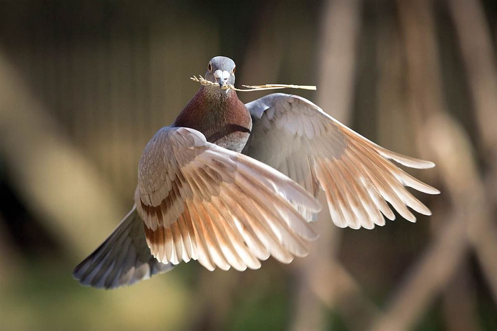 Животные в фотографиях