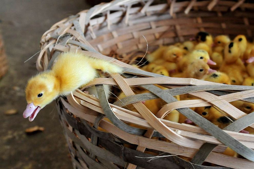 Животные в фотографиях