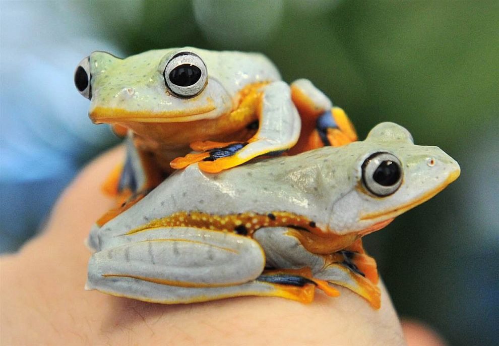 Животные в фотографиях