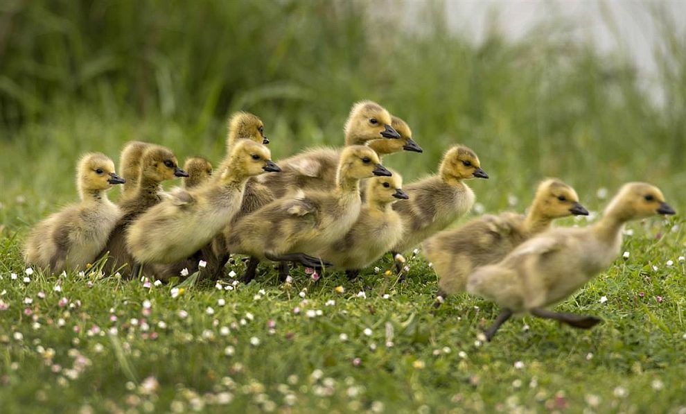 Животные в фотографиях