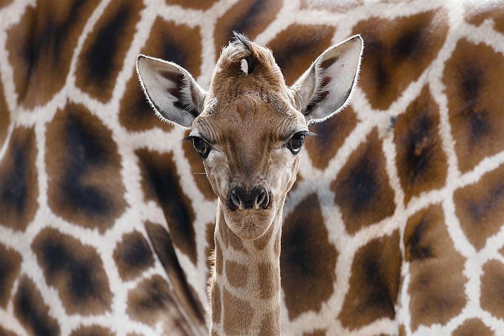 Животные в фотографиях