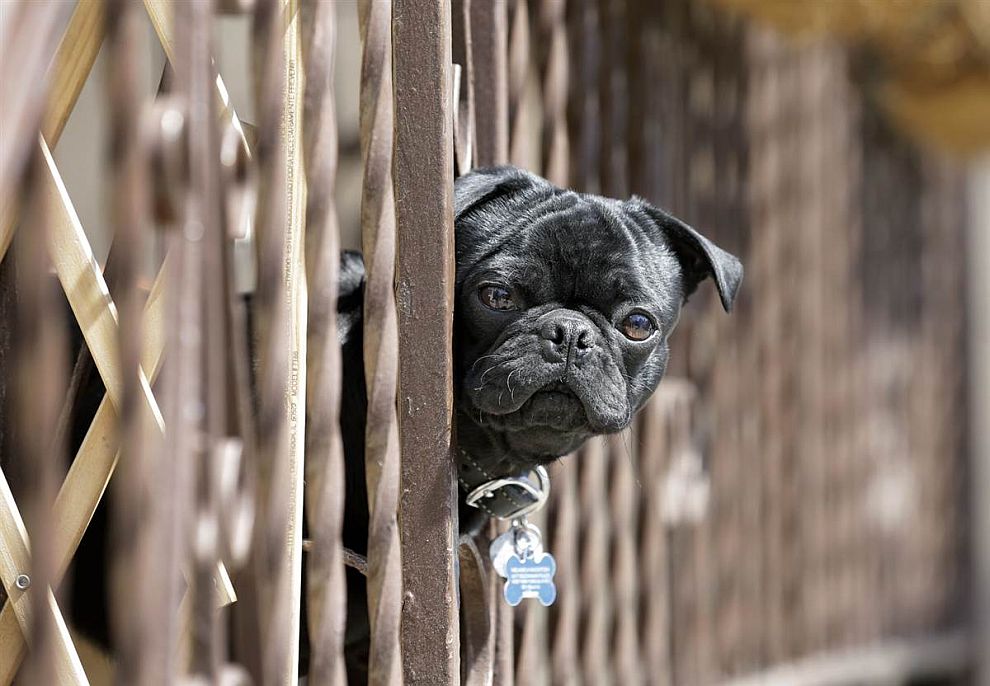 Животные в фотографиях