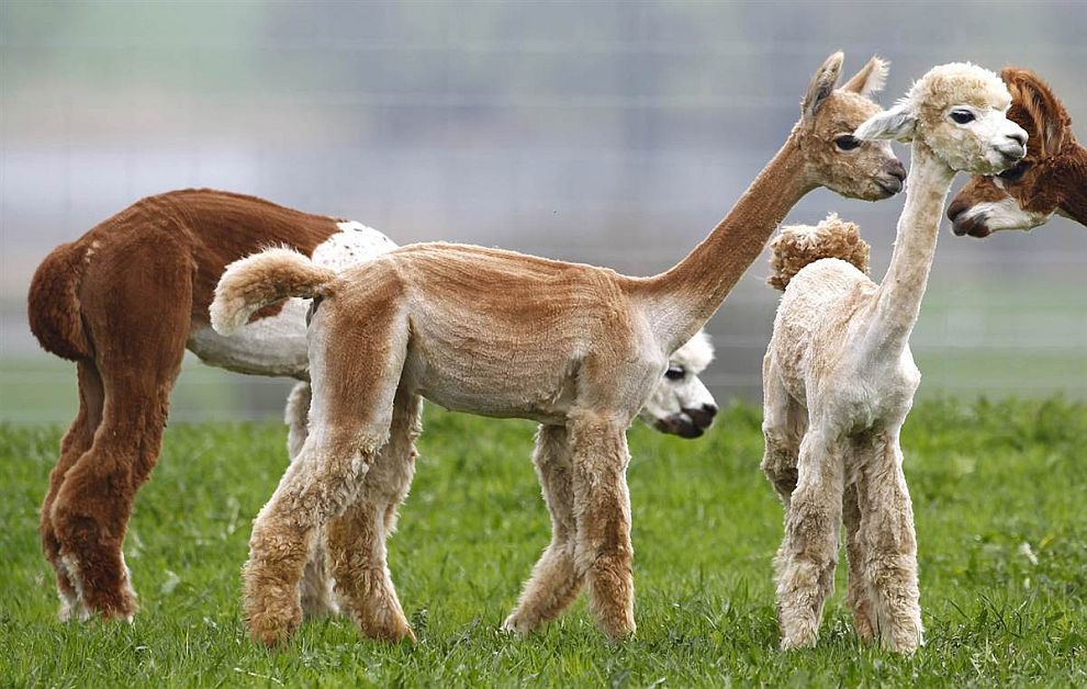 Животные в фотографиях