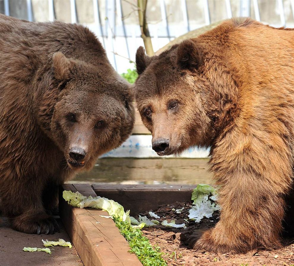 Животные в фотографиях