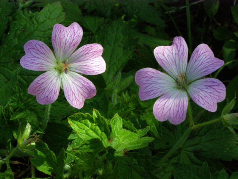 Травы, отпугивающие комаров