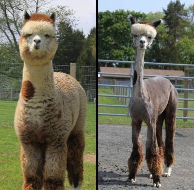 Интересные снимки в формате "до и после"