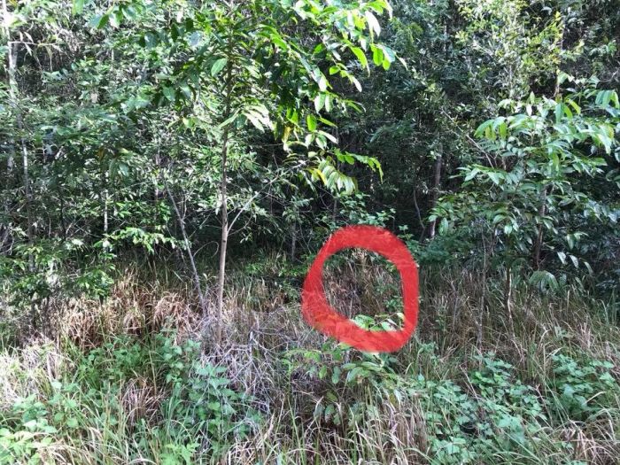 Попробуйте обнаружить змею на снимке