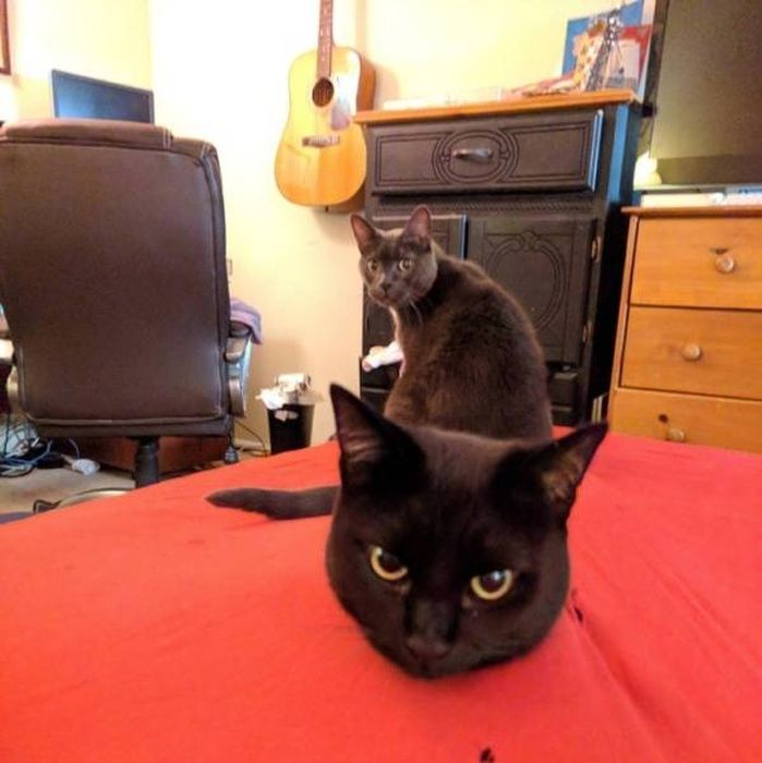 Не верь своим глазам