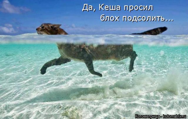 Лучшие котоматрицы недели