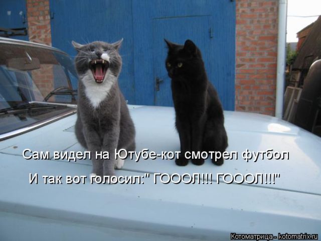 Лучшие котоматрицы недели