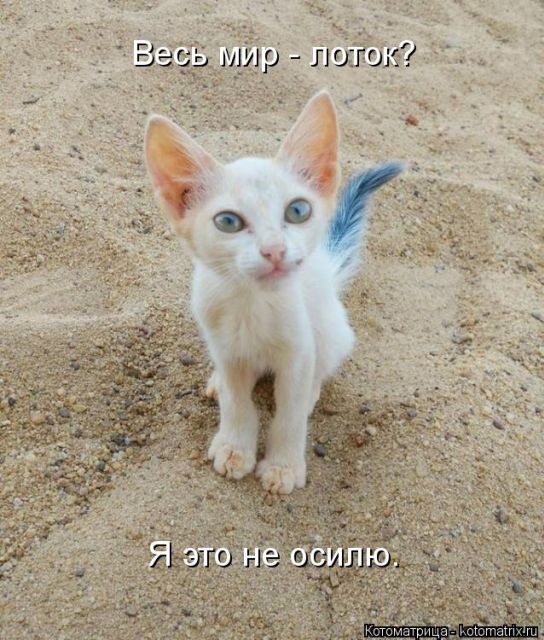 Лучшие котоматрицы недели