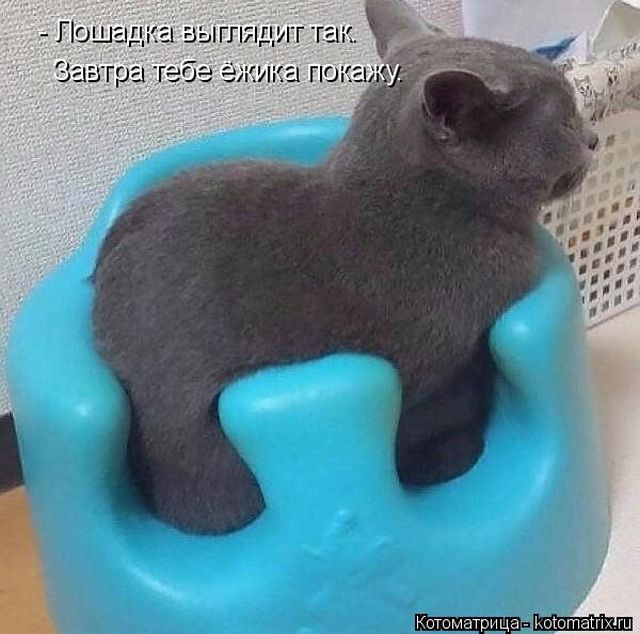 Лучшие котоматрицы недели