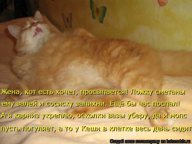 Лучшие котоматрицы недели