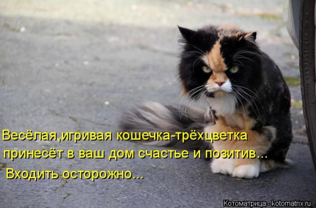 Лучшие котоматрицы недели