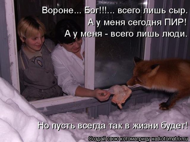 Лучшие котоматрицы недели