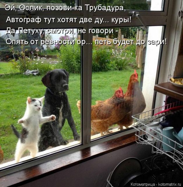 Лучшие котоматрицы недели