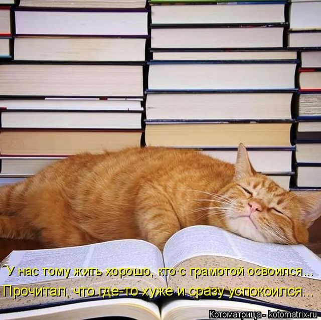 Лучшие котоматрицы недели